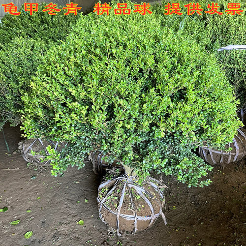 龟甲冬青苗小叶冬青四季常青庭院绿化绿篱笆小苗木龟甲冬青灌木球 - 图0
