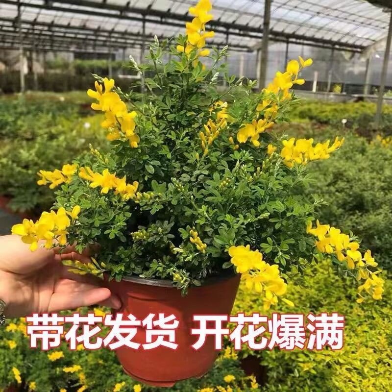 老桩黄金雀盆栽四季开金雀花阳台庭院阳雀花多头耐热耐寒基地直发 - 图3