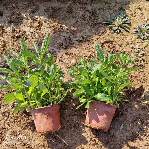 柳叶马鞭草美女樱宿根盆栽苗观赏花卉花海花镜植物庭院绿化工程苗 - 图3