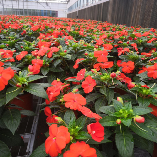 凤仙花盆栽桑倍斯庭院别墅阳台绿化工程苗成都基地花卉植物好养活 - 图2