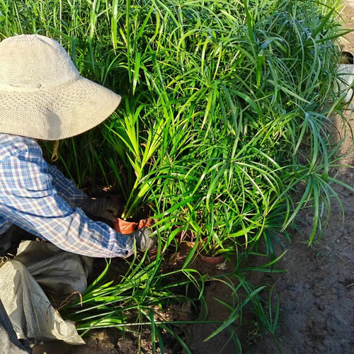水生水培挺水植物水竹风车草盆栽鱼缸池塘水养绿植旱伞草养龟水草 - 图2