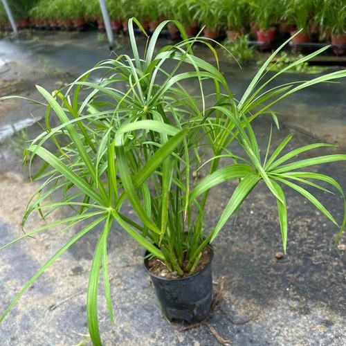 水生水培挺水植物水竹风车草盆栽鱼缸池塘水养绿植旱伞草养龟水草 - 图1