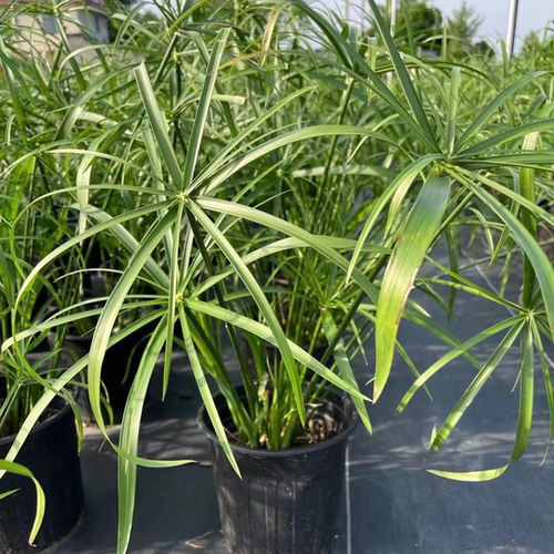水生水培挺水植物水竹风车草盆栽鱼缸池塘水养绿植旱伞草养龟水草 - 图3