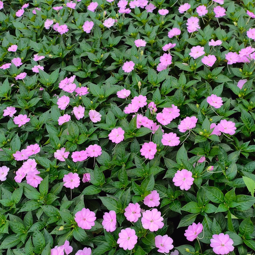 凤仙花盆栽桑倍斯庭院别墅阳台绿化工程苗成都基地花卉植物好养活 - 图3