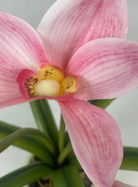厂家 高档仿真花6叶蕙兰花粉色玉兰花假花盆栽室内餐桌摆件