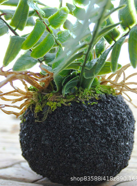 仿真蕨类植物迷你小型盆栽手工假厥树绿植小盆景办公桌茶桌面绿植
