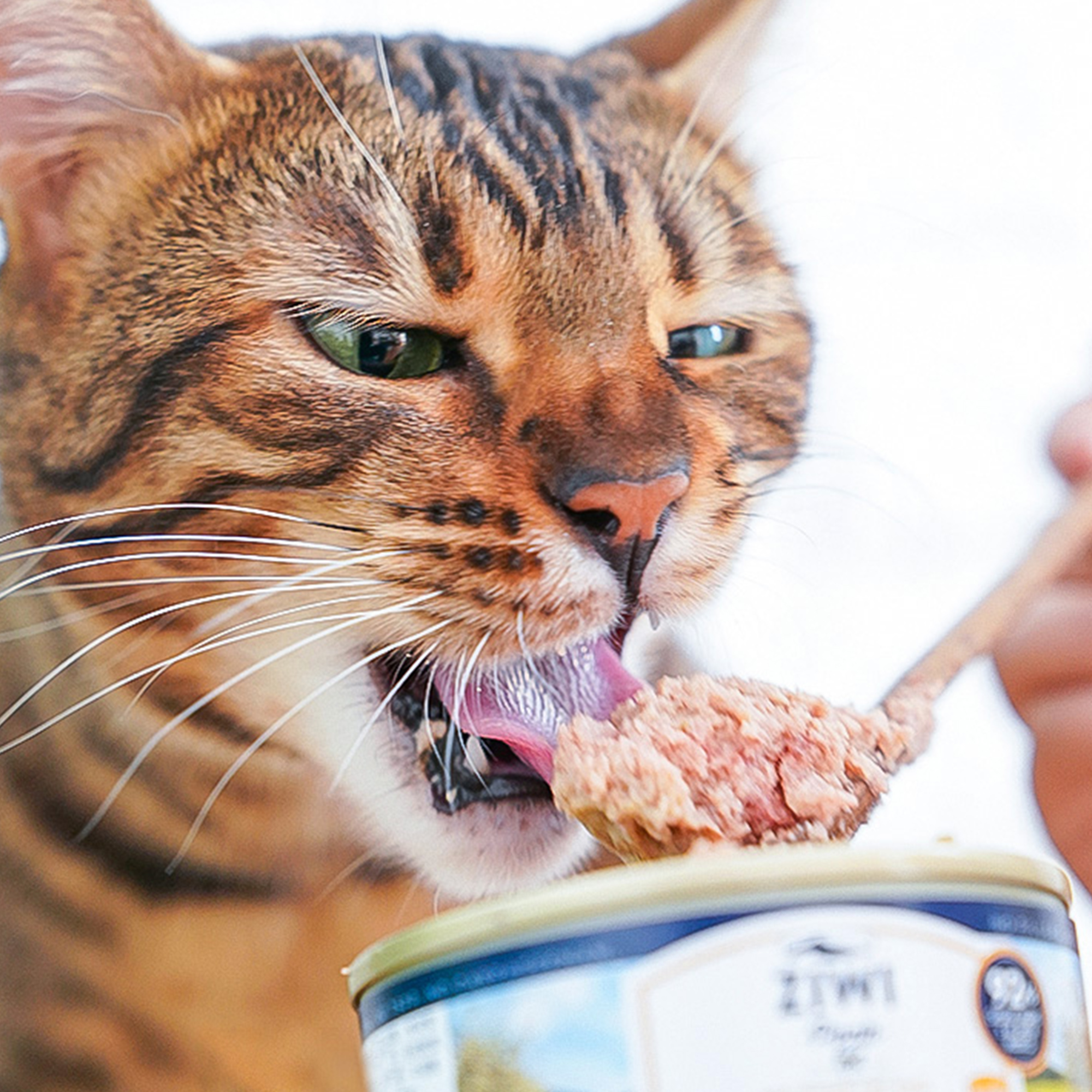 宅猫酱 ziwi滋益巅峰猫罐头鸡肉牛肉鳕鱼猫湿粮进口营养主食罐6罐 - 图2