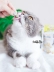 Nước sốt mèo Junbao mèo dinh dưỡng phô mai phô mai bóng cỏ bổ sung dinh dưỡng phôi thỏi mèo 40g - Đồ ăn nhẹ cho mèo