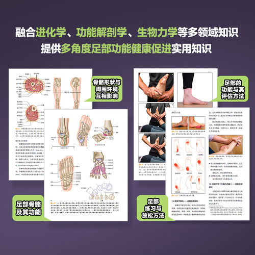 足部科学基于功能解剖学的评估与强化训练指南足部结构运动康复书籍人民邮电出版社