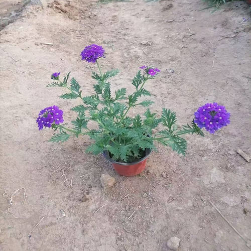 美女樱花苗盆栽多年生植物开花耐寒热细叶美女樱苗绿植物庭院草花 - 图3