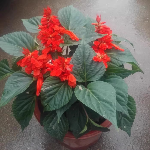 矮生一串红盆栽串串红角瑾带花发货庭院地栽阳台绿化工程花卉草花 - 图1