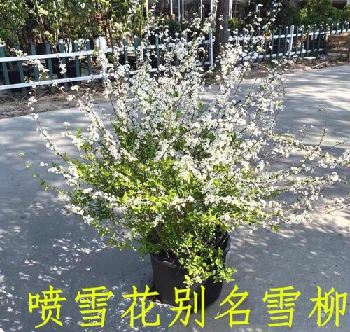 特价喷雪花特大苗庭院花园耐寒耐热地栽易养雪柳多年生盆栽花卉 - 图1