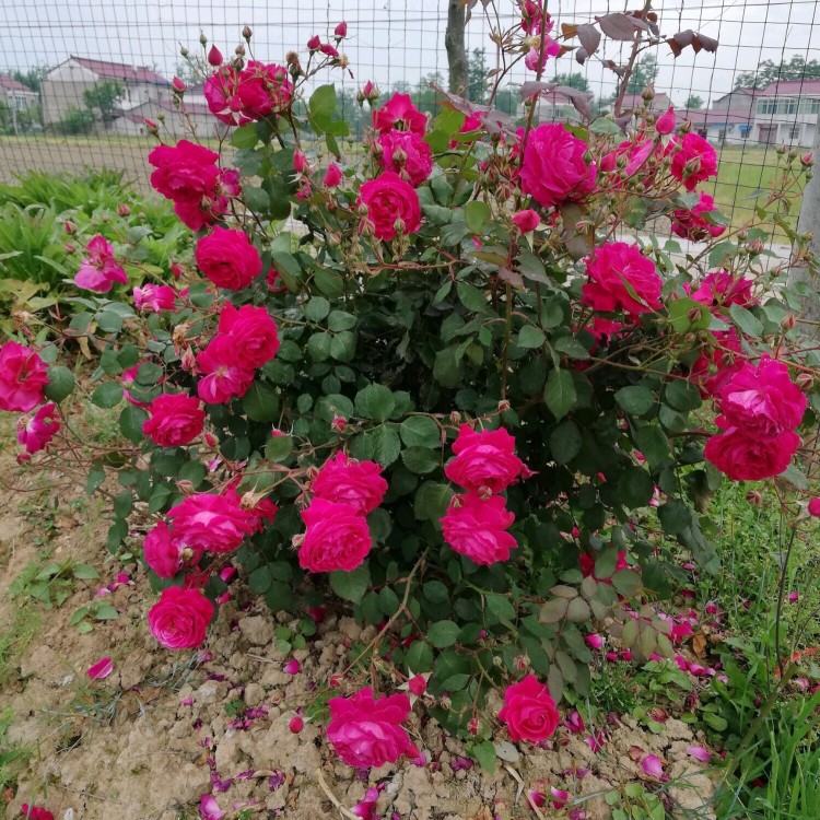 中国古老月季红色总汇软香红月月红玫瑰花苗浓香爬藤耐寒盆栽花卉 - 图0