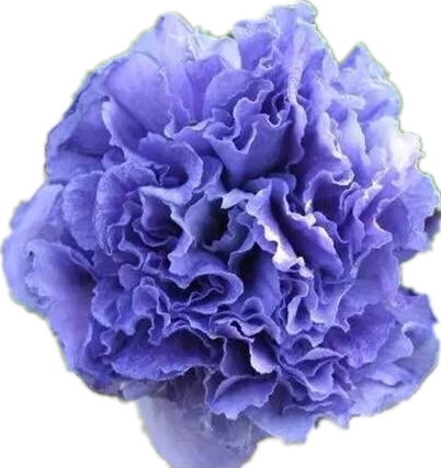 精品中国雪纺蓝莓冰沙紫玉大花木槿重瓣多年耐寒耐热四季盆栽花卉 - 图3