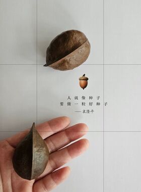 银叶树手作标本干花手工diy