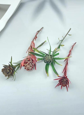 澳洲郁金香永生花果实DIY干花装饰配材 绿宝石植物相框标本花材
