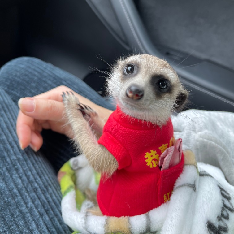 新年恭喜发财衣服狐獴龙猫土拨鼠松貂豚鼠花枝youyou爱宠屋-图1