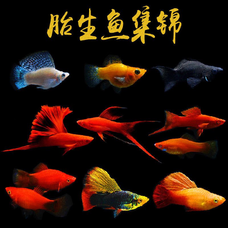 包活好养活小金鱼热带观赏鱼公母组合能繁殖家养小型宠物鱼清洁鱼,淘宝优惠券,粉丝福利购,淘宝优惠卷