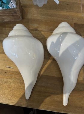 天然海螺左右旋贝壳大号白蝶贝摆件家居装饰品工艺品