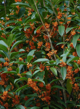四季桂花盆栽植物 原生实生桂花树苗盆栽四季桂金桂浓香型红色桂