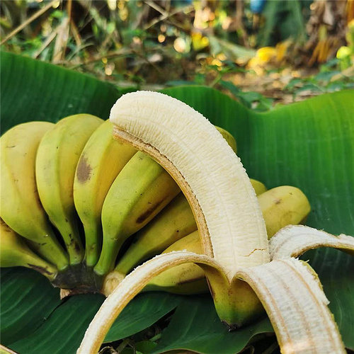 天宝香蕉香糯软甜 新鲜高山原生态外皮斑点更甜  生香蕉勿放冰箱 - 图2