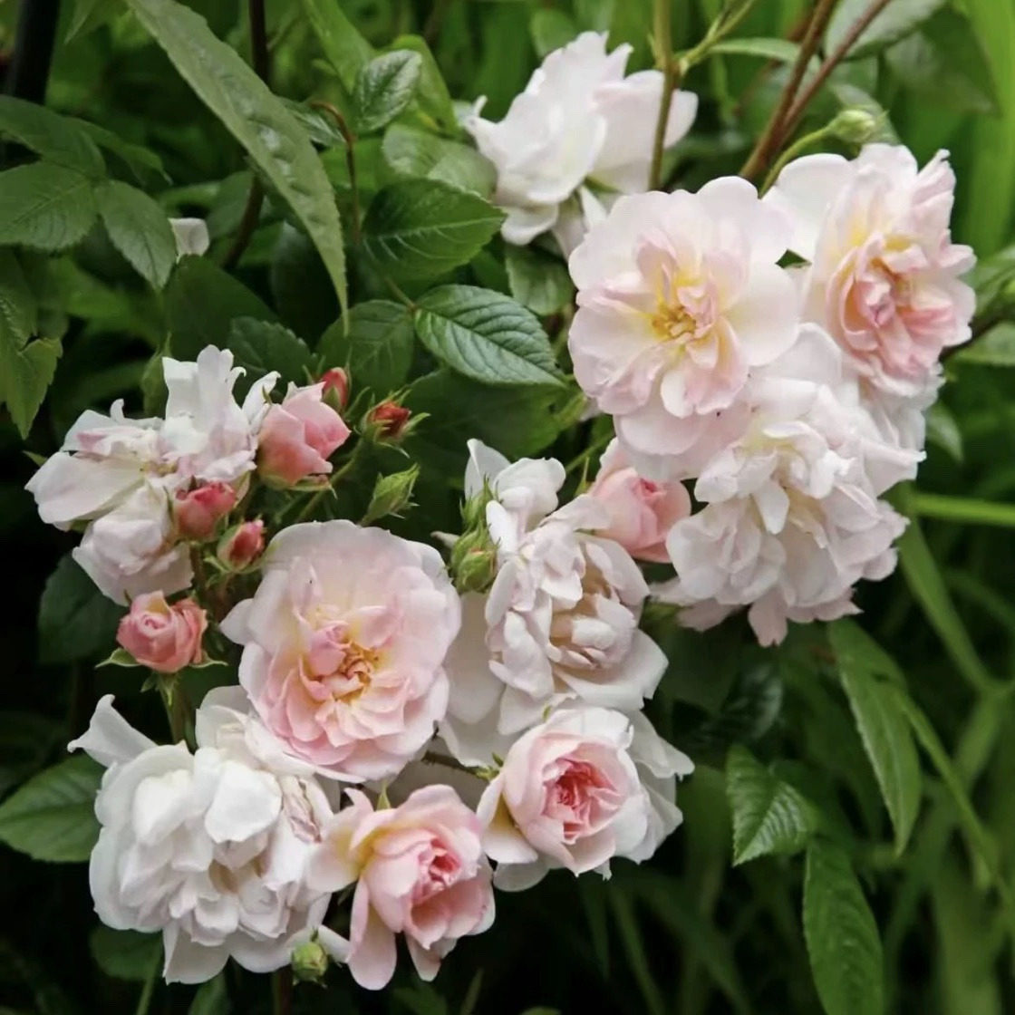 甜蜜剪影 Sweet Siluetta科德斯抗病耐寒藤本月季花,淘宝优惠券,粉丝福利购,淘宝优惠卷