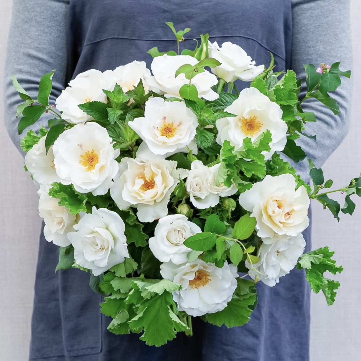 玛格丽特梅丽尔 月季 新品 灌木 强香 丰花 英国品种 - 图3