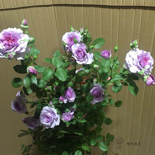 【维特园艺】新日系蓝色藤本月季 薰衣草花环月季花苗 多头多花 - 图0