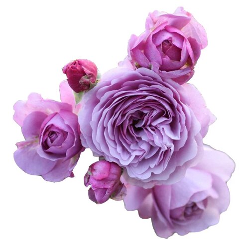 【维特园艺】新日系蓝色藤本月季 薰衣草花环月季花苗 多头多花 - 图3