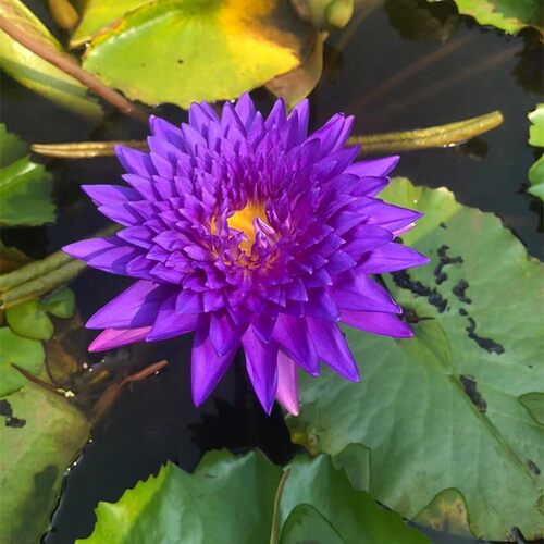 睡莲荷花莲花原土原盆带花苞成品苗开花水养池塘阳台水生植物根块 - 图2