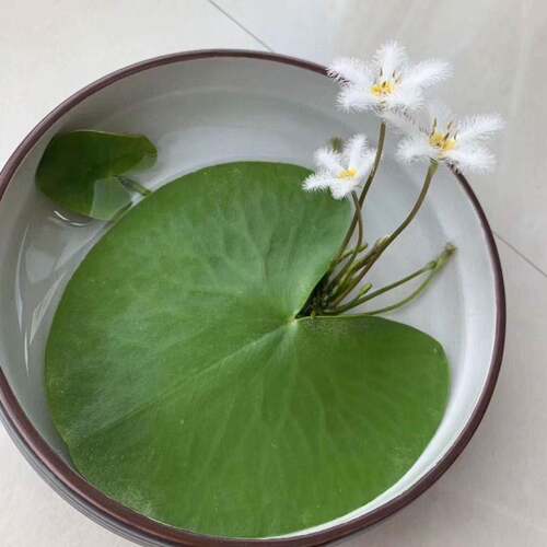 包邮一叶碗莲一叶莲水培植物一片莲种子睡莲室内水养水莲四季浮萍 - 图3