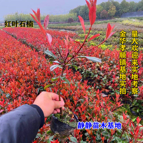 红叶石楠树苗小苗球形庭院火焰红四季常青绿篱笆彩色工程绿化苗木 - 图0