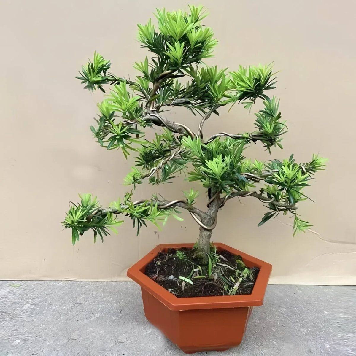 罗汉松盆栽小叶雀舌罗汉松绿植花卉室内造型树苗老桩阳台常青盆景,淘宝优惠券,粉丝福利购,淘宝优惠卷