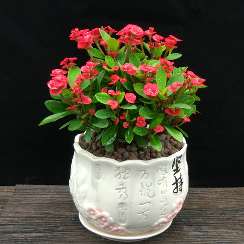 虎刺梅铁海棠花苗带花四季开花阳台庭院盆栽花卉室内客厅植物包邮 - 图0