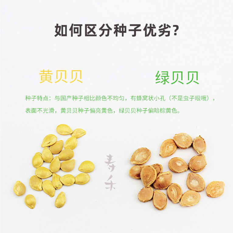 贝贝南瓜苗青皮南瓜种子春季播种易种阳台蔬菜种苗,淘宝优惠券,粉丝福利购,淘宝优惠卷