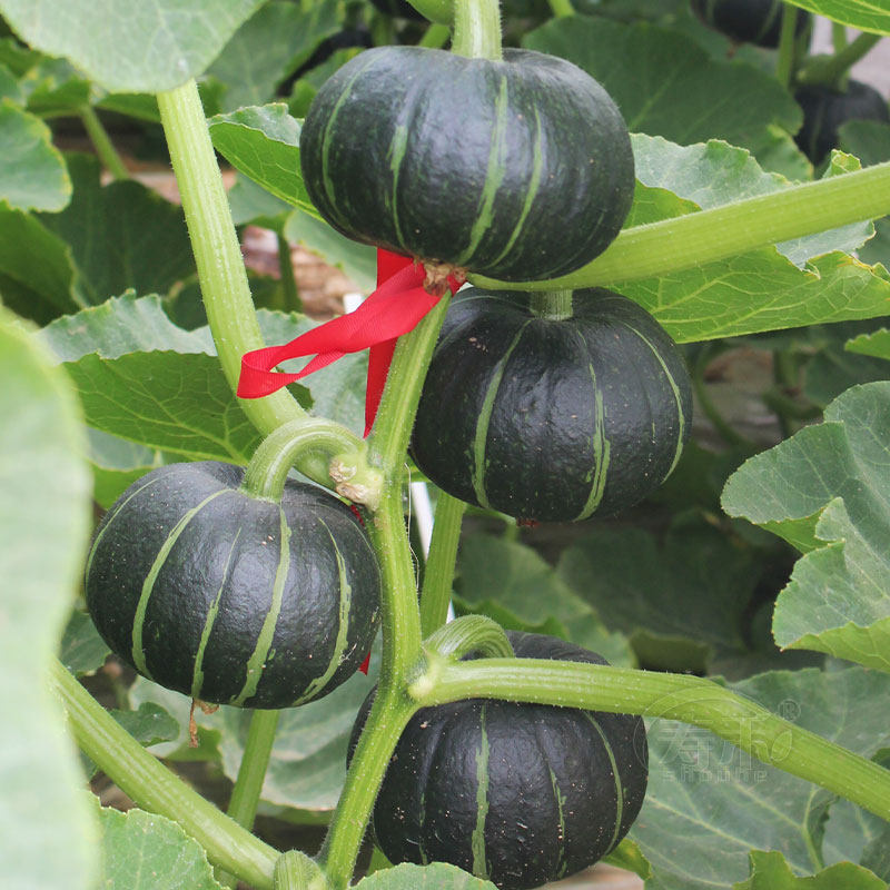 贝贝南瓜苗青皮南瓜种子春季播种易种阳台蔬菜种苗,淘宝优惠券,粉丝福利购,淘宝优惠卷