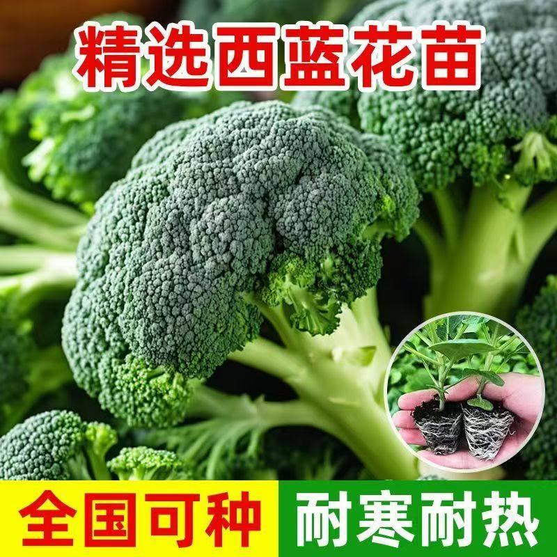 甘蓝苗秧苗秋冬种植盆栽蔬菜苗带土球阳台菜园绿植花卉种苗,淘宝优惠券,粉丝福利购,淘宝优惠卷