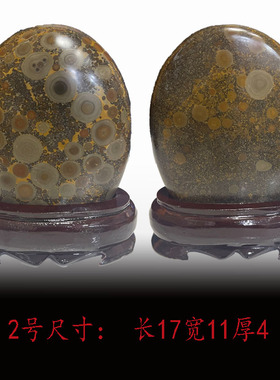 钱币石原石天然石钱币外蒙金钱石收藏石头摆件