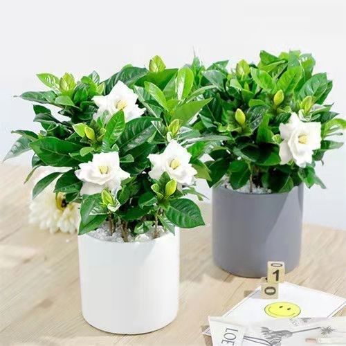 大花重瓣栀子种子阳台牡丹栀子花种子种苗茉莉花苗盆栽花卉花籽,淘宝优惠券,粉丝福利购,淘宝优惠卷