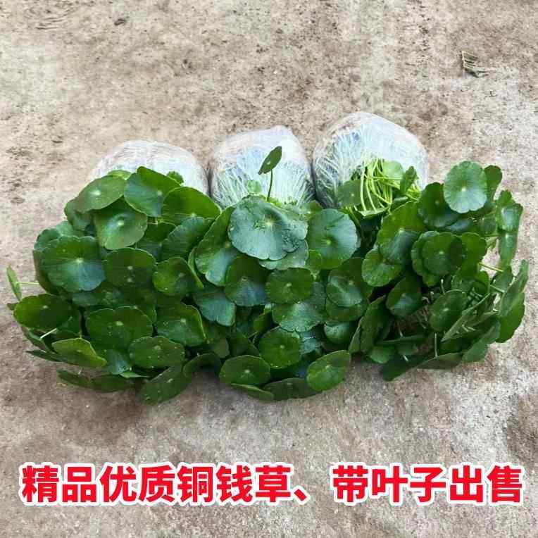 带叶铜钱草水培植物办公室内盆栽客厅桌面绿植花卉趣味水养金钱草,淘宝优惠券,粉丝福利购,淘宝优惠卷