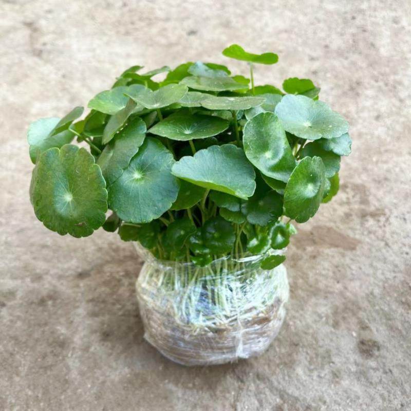 带叶铜钱草水培植物办公室内盆栽客厅桌面绿植花卉趣味水养金钱草,淘宝优惠券,粉丝福利购,淘宝优惠卷