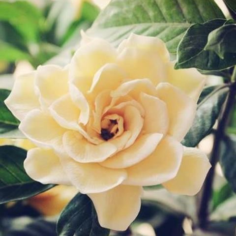 大花重瓣栀子种子阳台牡丹栀子花种子种苗茉莉花苗盆栽花卉花籽,淘宝优惠券,粉丝福利购,淘宝优惠卷