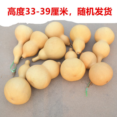 清仓处理天然大中号葫芦学生技艺练手烙画学校用商用道具白皮葫芦 - 图2