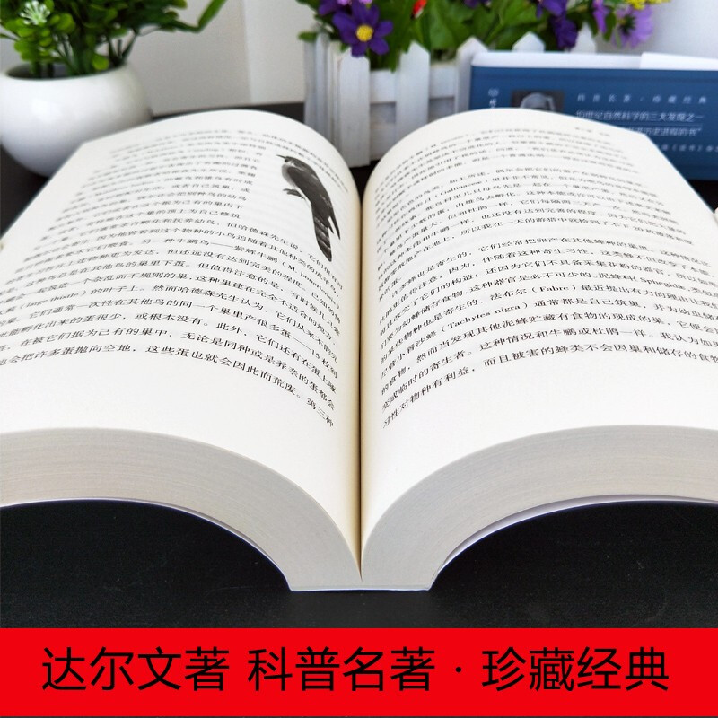 世界经典科普读本 全10册 几何原本+物种起源+自然史+相对论+基因论+天体运行论+数学原理等 达尔文爱因斯坦界经典科普读本
