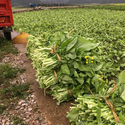 脆甜早熟白菜苔种子阳台庭院盆栽易种白菜心种子四季栽培蔬菜种子-图0