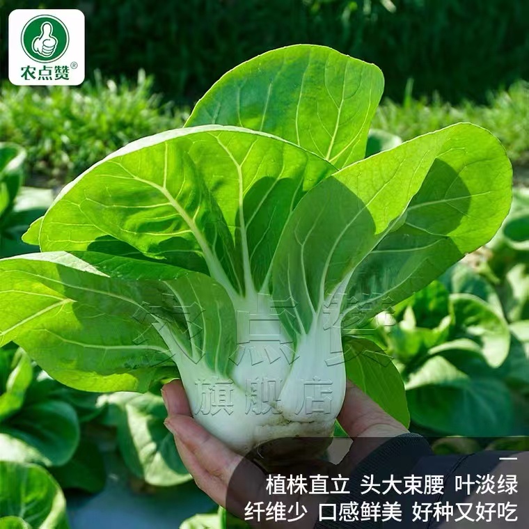 秋季南京矮脚黄菜籽白梗青菜种籽大全耐寒小白菜种子奶白菜种孑-图0