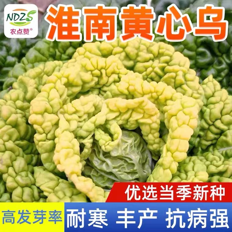 黄心乌菜种子特耐寒高产菊花芯种子乌塌菜种籽黄心菜白菜蔬菜种子-图0