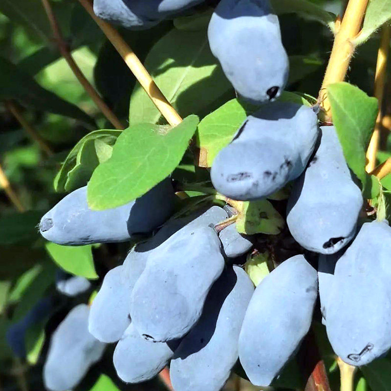 蓝靛果蓝莓山茄子黑瞎子果树苗南方北方盆景庭院种植耐寒当年结果