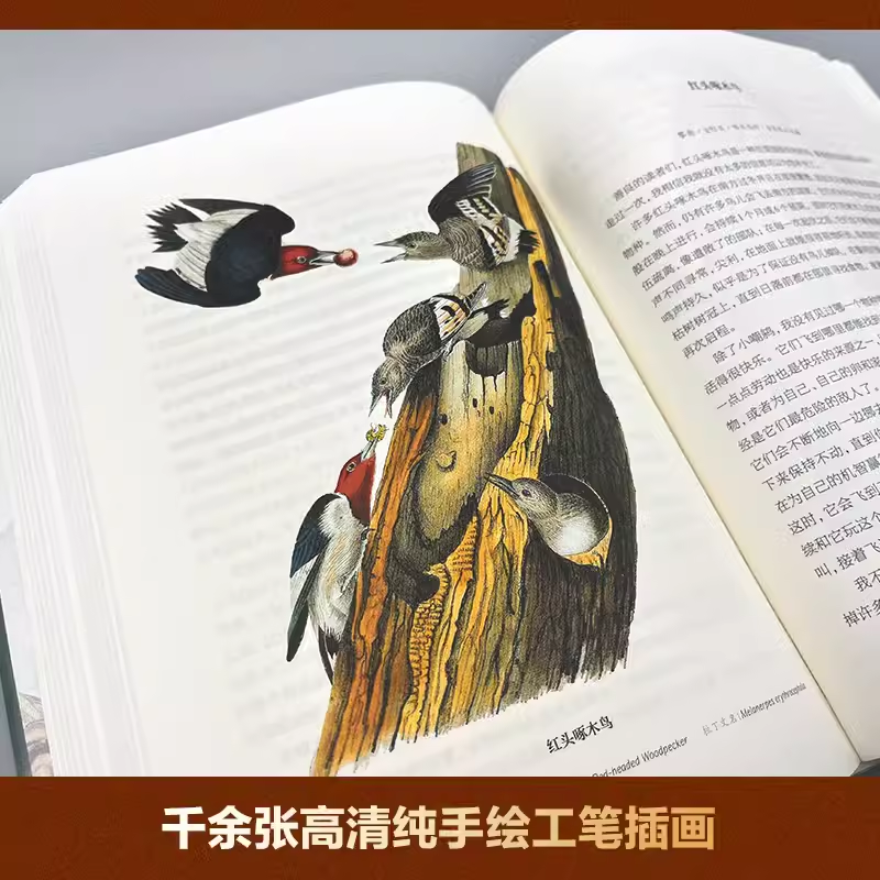 世界鸟类图鉴（全5册 全彩插图 硬壳精装版）精美函套，涵盖世界五大洲鸟类，一套百科科普读物，三大鸟类学家传世著作,淘宝优惠券,粉丝福利购,淘宝优惠卷