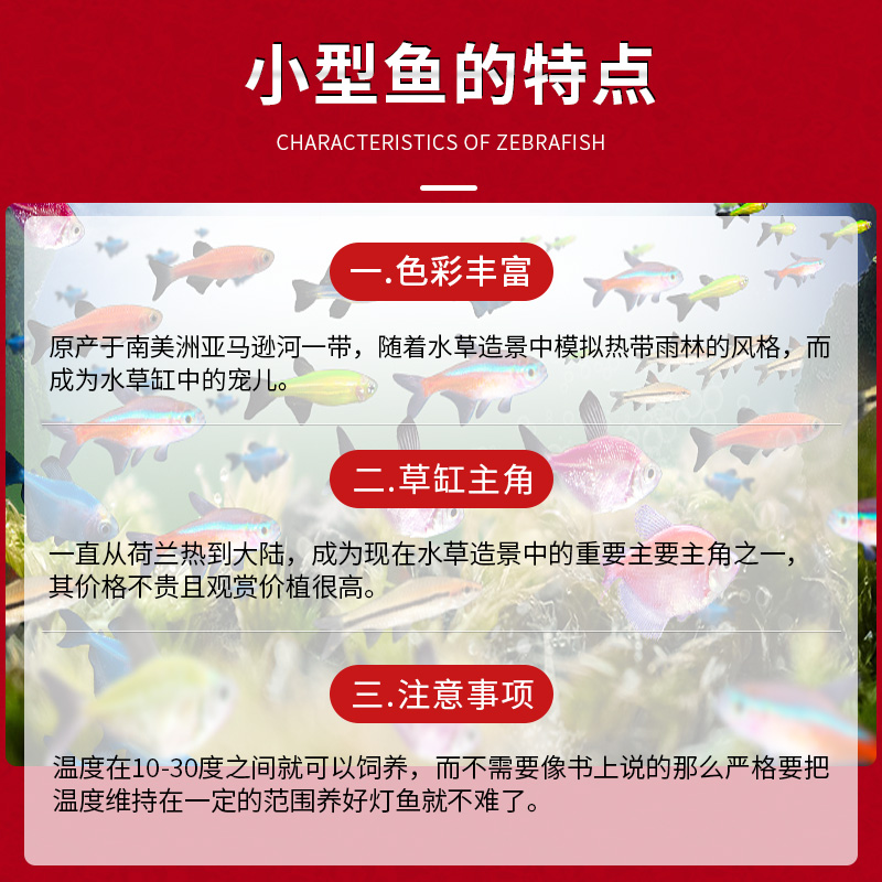 热带观赏活鱼好养红绿灯斑马淡水金鱼苗神仙孔雀小型宝莲灯科小鱼 - 图1